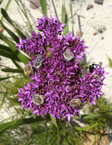 Corymbium africanum and beetles